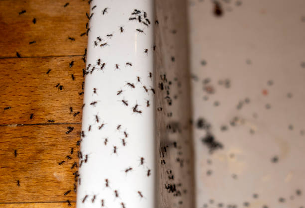Best Affordable Pest Control Services  in Buies Creek, NC