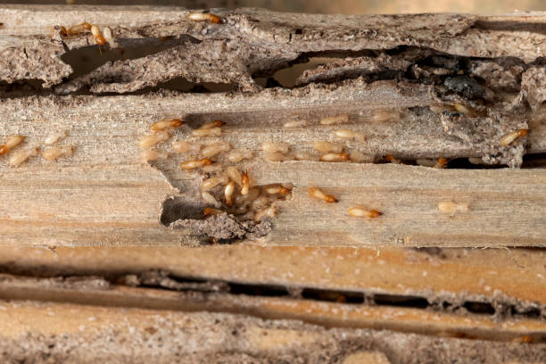 Best Best Pest Control Companies  in Buies Creek, NC