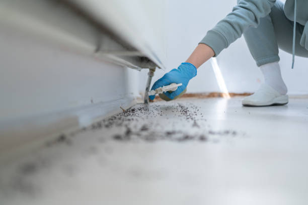 Insect Control in Buies Creek, NC